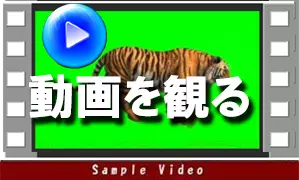 動画を観る