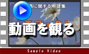 動画を観る