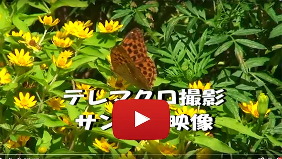 テレマクロ